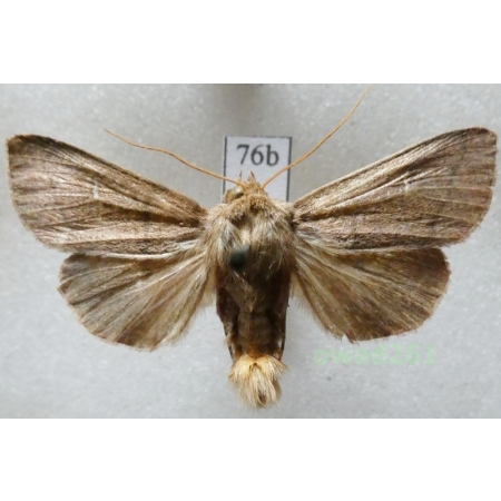 Mythimna turca (Linnaeus, 1761) Mokradlica miedzianka Czech76b